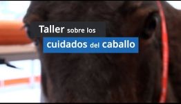 ESTUDIAR EL CURSO DE AUXILIAR VETERINARIO ECUESTRE: TODA LA INFORMACIÓN
