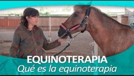 OPINIONES DE EXPERTOS SOBRE EL CURSO DE PSICOLOGÍA Y TERAPÉUTICA EQUINA