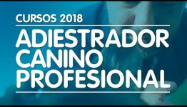 ESTUDIAR EL CURSO DE PSICOLOGÍA CANINA Y FELINA: TODA LA INFORMACIÓN
