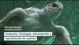 CONVERTIRTE EN AUXILIAR VETERINARIO DE ANIMALES EXÓTICOS: ASIGNATURAS Y LAS SALIDAS LABORALES