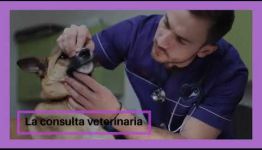 VÍDEO SOBRE EL TEMARIO Y LAS SALIDAS PROFESIONALES AL CONVERTIRTE EN AUXILIAR VETERINARIO DE ANIMALES DE COMPAÑÍA