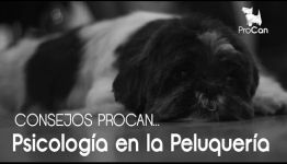 OPINIONES DE EXPERTOS SOBRE APRENDER A DISTANCIA PSICOLOGÍA CANINA Y FELINA