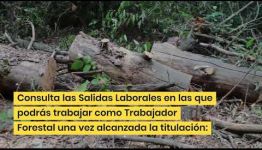 CONVERTIRTE EN TRABAJADOR FORESTAL: ASIGNATURAS Y LAS SALIDAS LABORALES