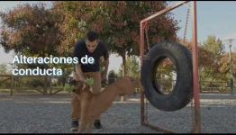 FORMACIÓN DE ADIESTRAMIENTO CANINO OBEDIENCIA BÁSICA: TEMARIO Y LAS SALIDAS PROFESIONALES