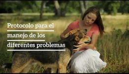 CURSO DE PSICOLOGÍA CANINA Y FELINA: ASIGNATURAS Y LAS SALIDAS LABORALES