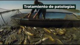 FORMARTE COMO PISCICULTOR EN AGUAS CONTINENTALES CRÍA Y ENGORDE: ASIGNATURAS Y LAS SALIDAS LABORALES
