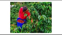 ESTUDIAR EL CURSO DE FRUTICULTOR: TODA LA INFORMACIÓN