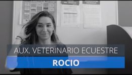 Opiniones de los Expertos sobre el Curso de Auxiliar Veterinario Ecuestre