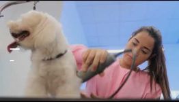 CURSO DE MARKETING Y GESTIÓN DE ESTABLECIMIENTOS DE ANIMALES: ASIGNATURAS Y LAS SALIDAS LABORALES