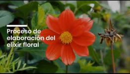 VÍDEO SOBRE LAS ASIGNATURAS Y LOS PUESTOS DE TRABAJO DE LA FORMACIÓN DE FLORES DE BACH