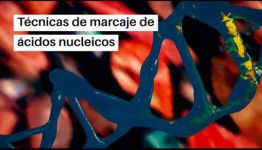 CURSO DE TÉCNICAS DE ANÁLISIS CROMOSÓMICOS Y ÁCIDOS NUCLEICOS: ASIGNATURAS Y LAS SALIDAS LABORALES
